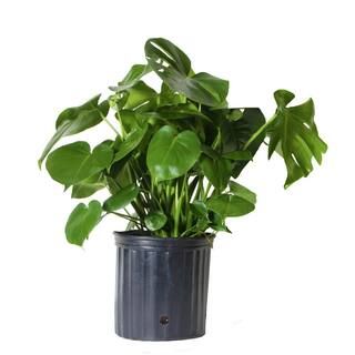 Monstera Plant in 10 in. Grower Pot | The Home Depot