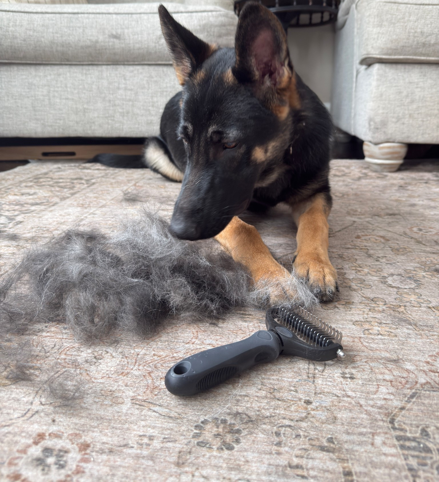 Best brush for dogs with a double coat 🐕