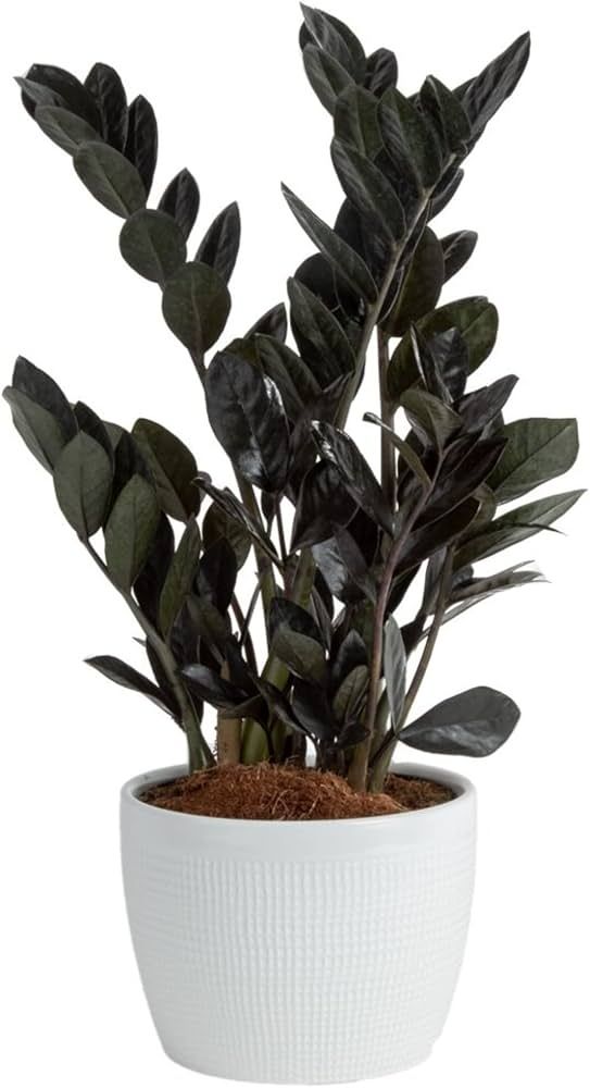 Costa Farms Raven ZZ Plant, Easy Care Indoor Houseplant, Ships in Modern White Decor Planter with... | Amazon (US)