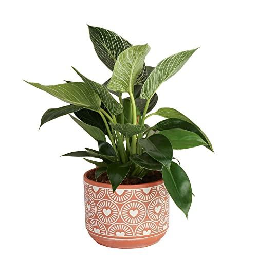 Costa Farms Live Indoor Philodendron Birkin Plant, Live Houseplant in Clay Décor Pot, Great Vale... | Amazon (US)