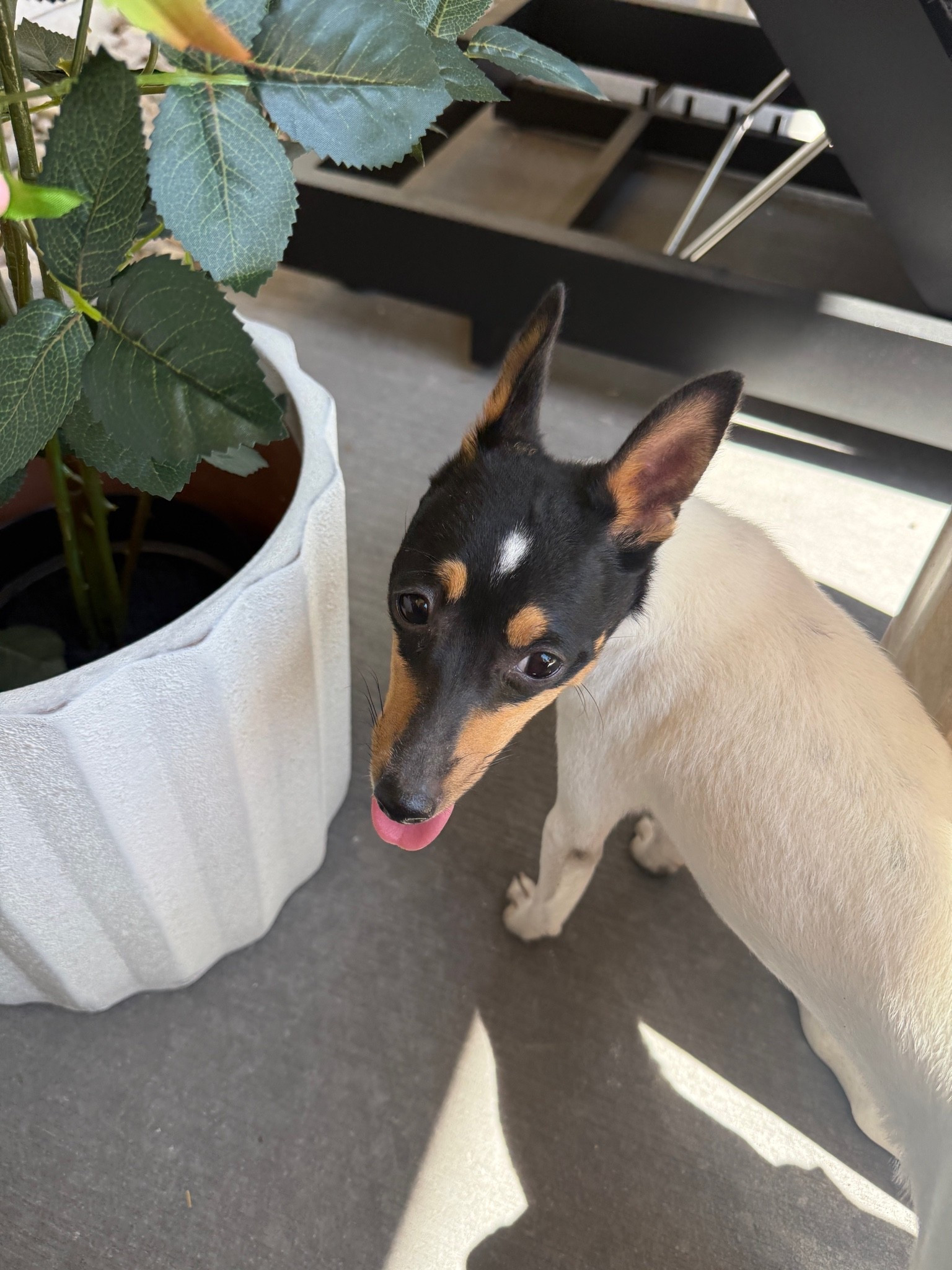 New patio plants are Tacho approved! This planter is great for outdoors. Weather and water-resistant. Comes in several different sizes.

#LTKdayinmylife #LTKSeasonal #LTKHome