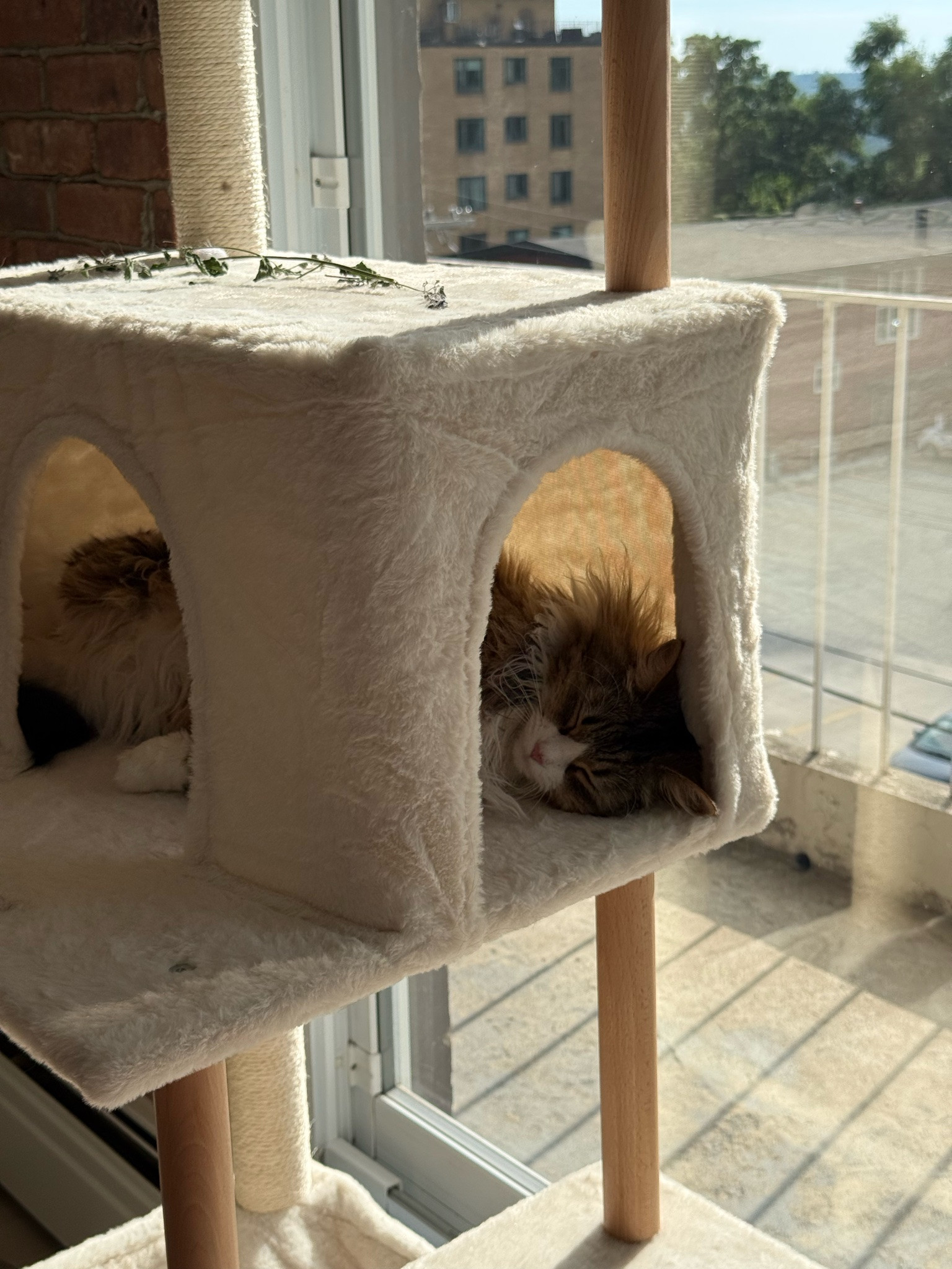 This cat tree is perfect for larger cats and has the coziest beds!

#LTKcanada #LTKhome