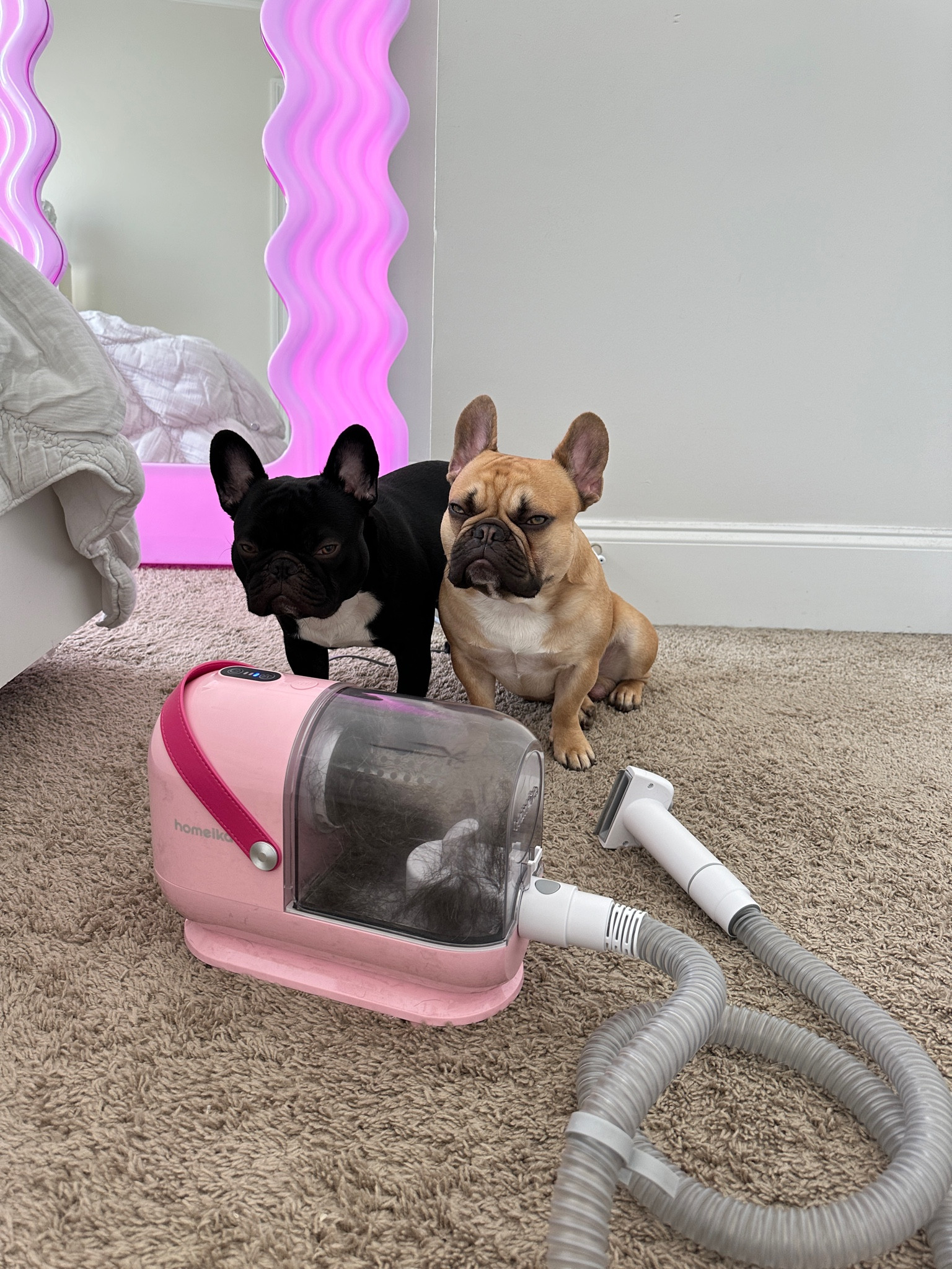 viral dog grooming vacuum kit RESTOCKED! best amazon find for dog moms💗🦴 (as seen on TT/Reels)


Amazon pet finds, pet parent must-haves, pink dog grooming vacuum kit, dog hair vacuum, Amazon home gadgets, Amazon dog finds, clean home gadgets, pet de-shedding vacuum kit homeika, dog mom Mother’s Day gift idea, gifts for pet parents #LTKGiftGuide 

#LTKfindsunder50 #LTKstyletip #LTKU #LTKkids #LTKfamily #LTKhome