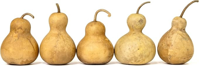 Box of 5 Dried Bottle Gourds - 4" Diameter, Ready for Crafting and Decorating | Amazon (US)