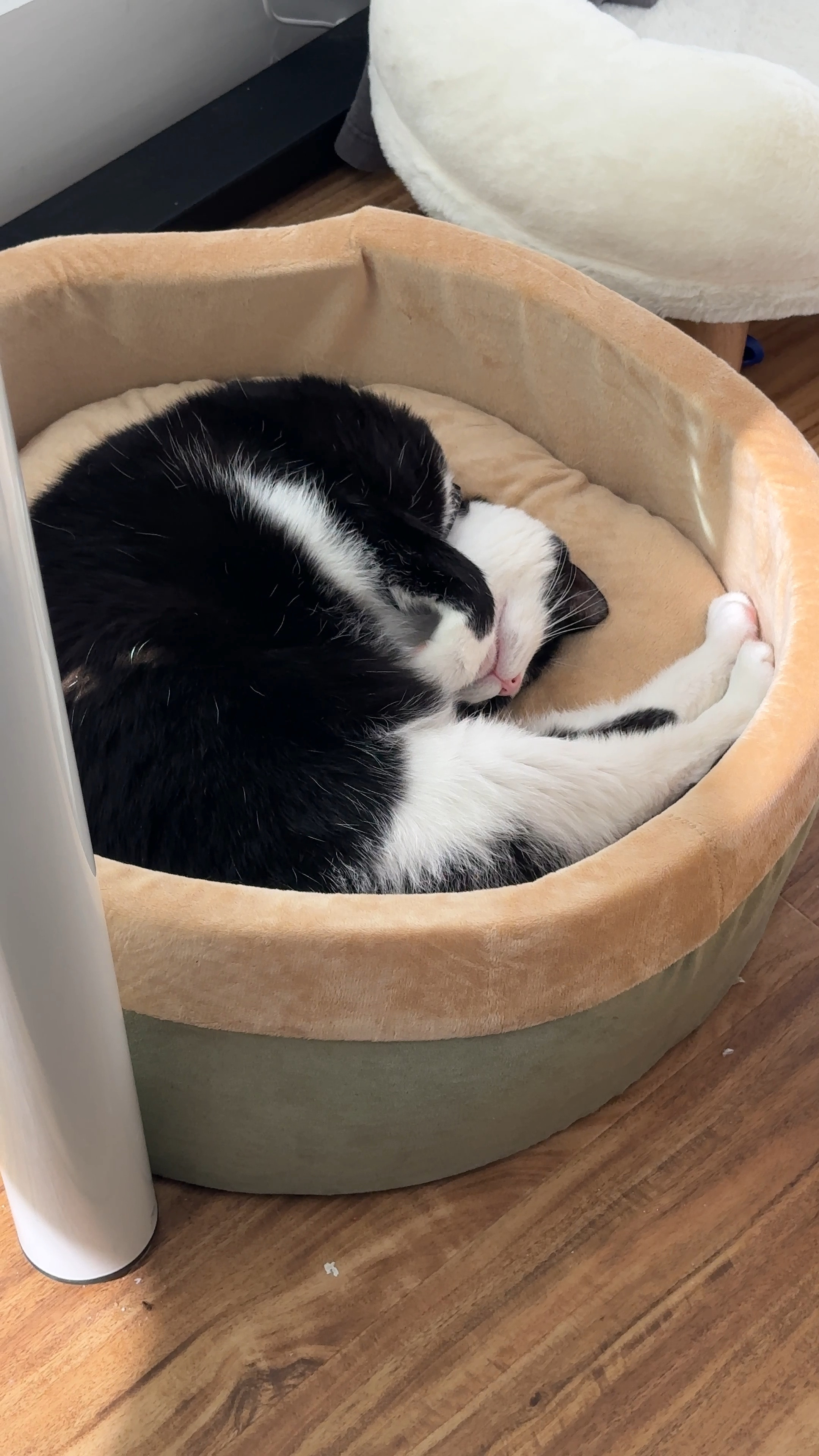 I’ve been replaced by a heated pet bed 🥲🐈‍⬛🫶🏻 #cats #petbed 

#LTKFindsUnder50 #LTKGiftGuide