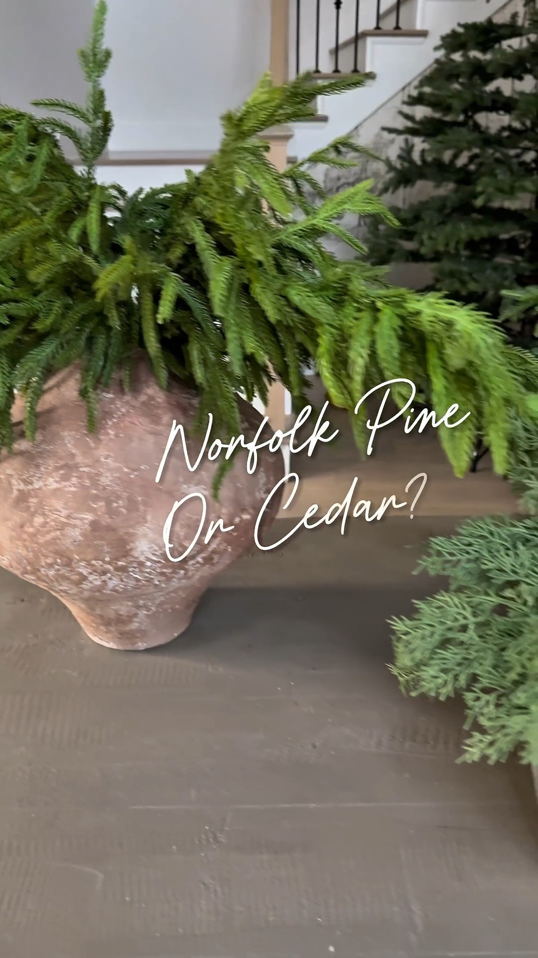 Winter stems Norfolk pine or cedarr Comment shop

#LTKHome #LTKHoliday