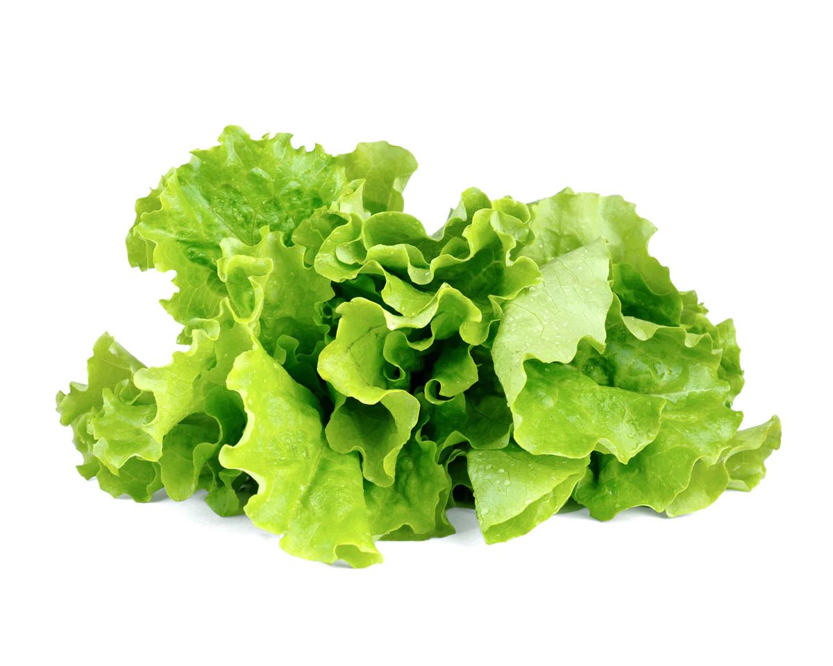 Green Lettuce Plant Pods | Click & Grow