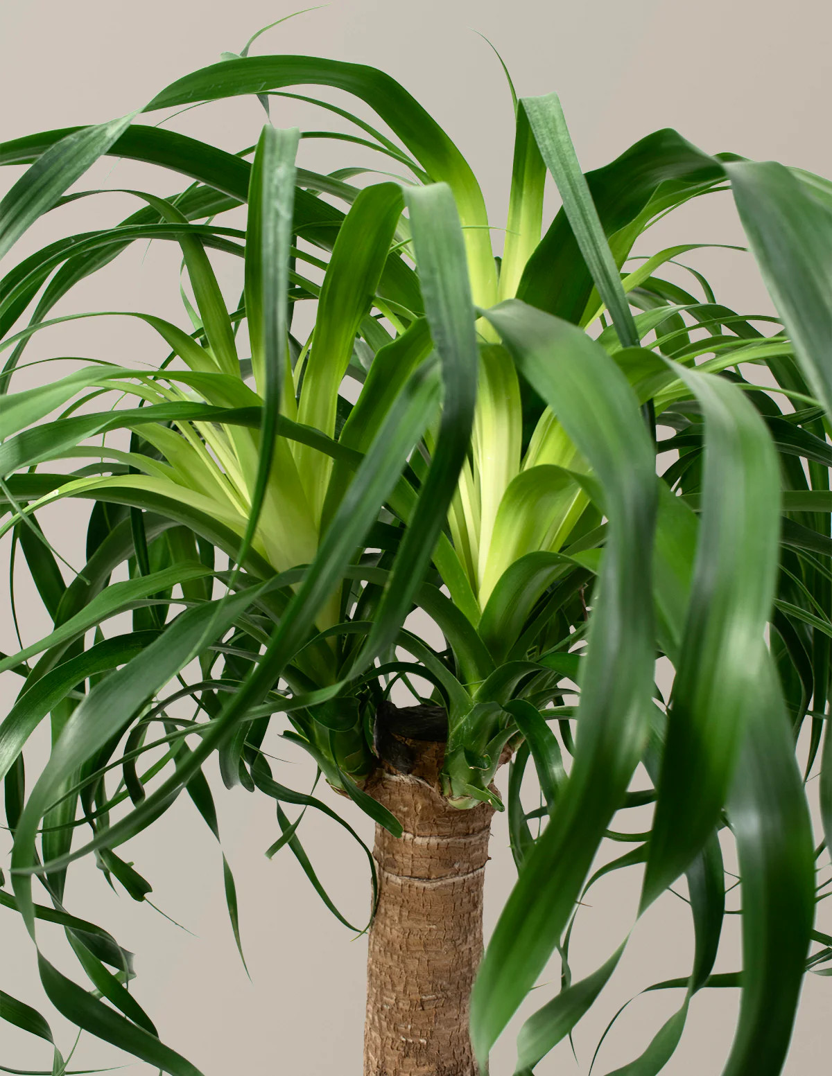 Ponytail Palm | The Sill