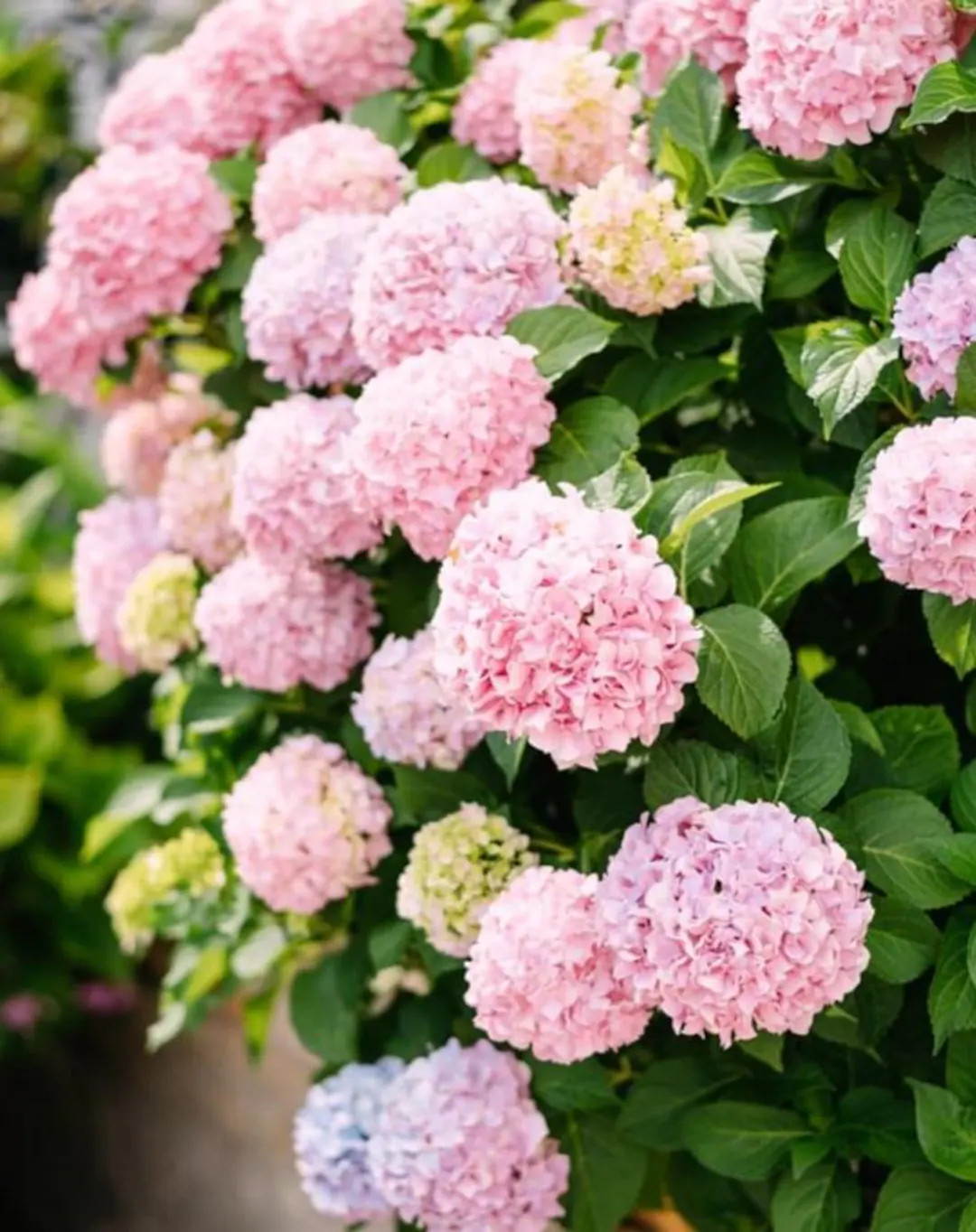 Pink Hydrangea Live Plant - 6-12" Tall - 1 Quart Pot - Dwarf Hydrangea Blooms Landscape/ornament/... | Etsy (US)