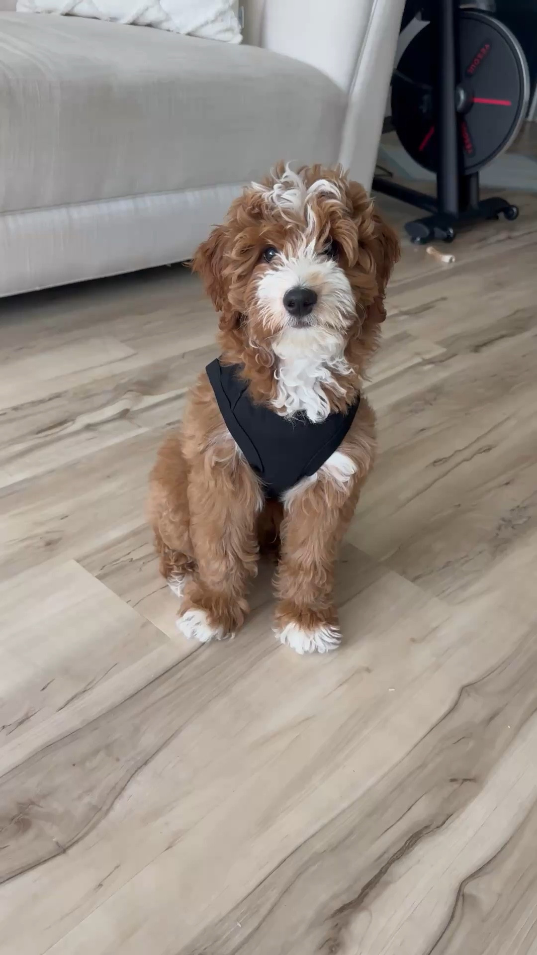 How cute is this puppy security tee?!

#FurMomLove #PuppyLove #FurFashion #xoJalonda #PetEssentials

#LTKootd #LTKBaby #LTKmomlife