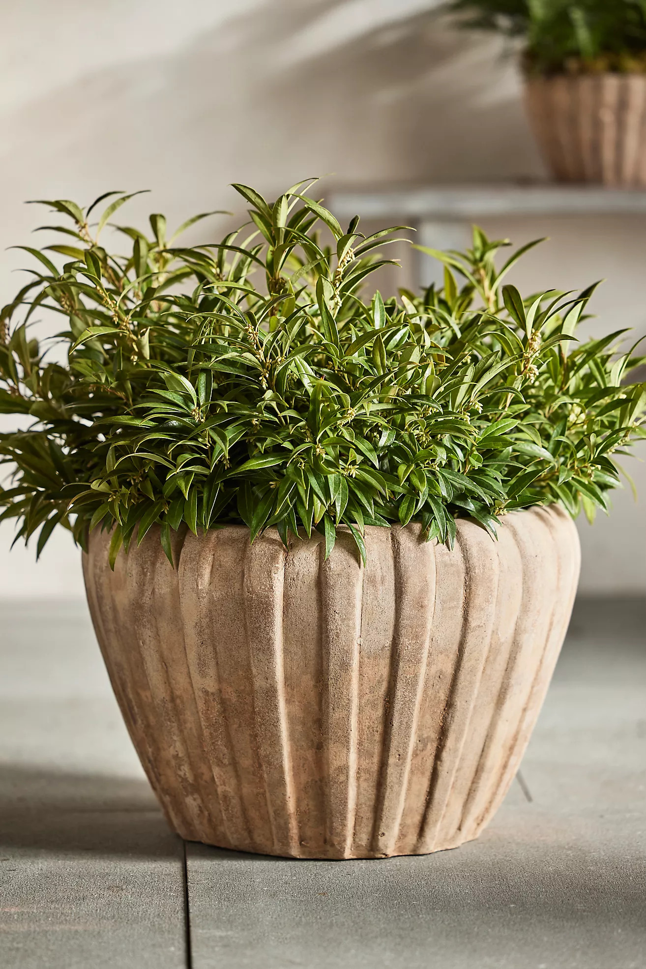 Ribbed Terracotta Low Taper Pot | Anthropologie (US)