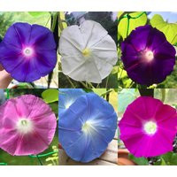 Surprise Mix 6+ Varieties Of Morning Glory Seeds, 45-60 Days From Seed To Bloom, 10+ Seeds | Etsy (US)