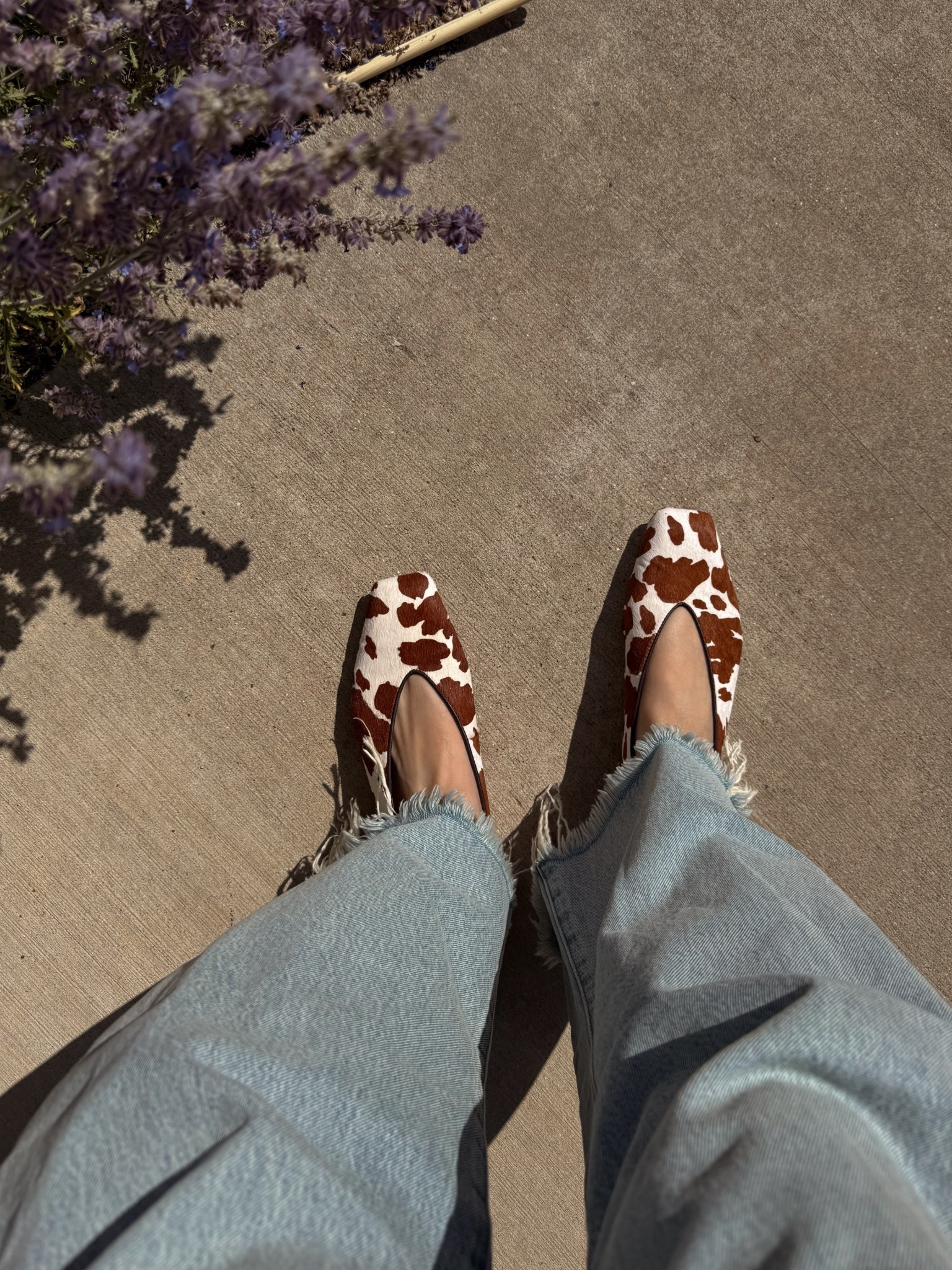 Cow chic! Cow print flats spicing up my basic outfits. I went down a full size from 8.5 to 7.5 based off reviews and th y fit me perfectly  

#LTKSaleAlert #LTKShoeCrush #LTKStyleTip