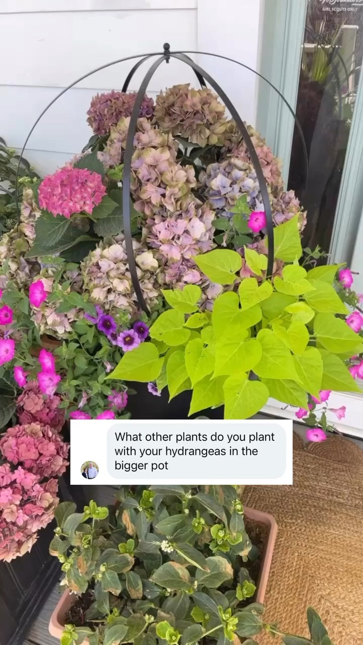 I never posted this 🤣 (felt abrasive?) but florist hydrangeas can be grown all summer beautifully. I grow mine in full shade. 

No I don’t care what the tag says. If you are a friend or a garden client, I will tell you I can’t even do 15 minutes of sun at my own house.

I’m a busy working mom and they need full shade to thrive for me. 

Comment shop if you want planter links like the kind I’m using here. 

this planter has a water reservoir in the bottom and a lot more space to have hydrated soil to help my hydrangea thrive.

Also these pics are my hydrangeas in Sept. 

And just remember when the Costco hydrangeas are gone, they are gone for the whole season until next year. 💚

I planted mine with @provenwinners tiara pink or purple petunias, sweet Caroline sweet potato vine, and not pictured in this reel but James brittania safari dusk was also stunning. 

2022-2026 ambassador @olsons_greenhouse_gardens 🌱 

curb, appeal, patio, hydrangea, queen, hydrangeas, hydrangea, growing, beginner gardening