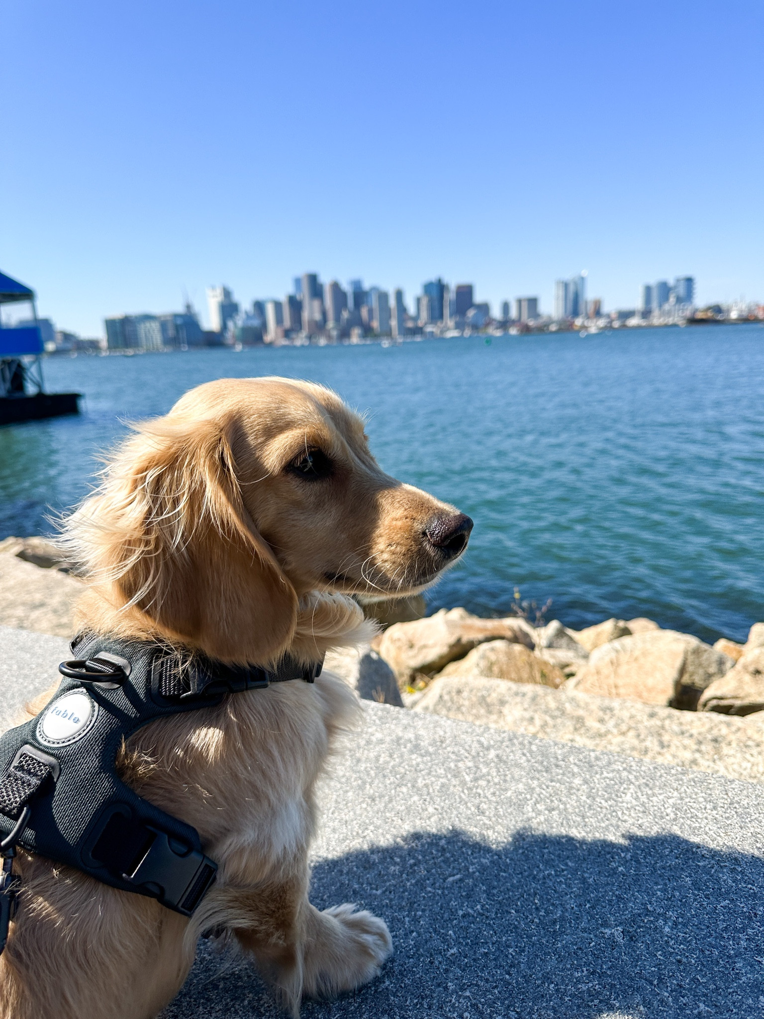 Fable Harness