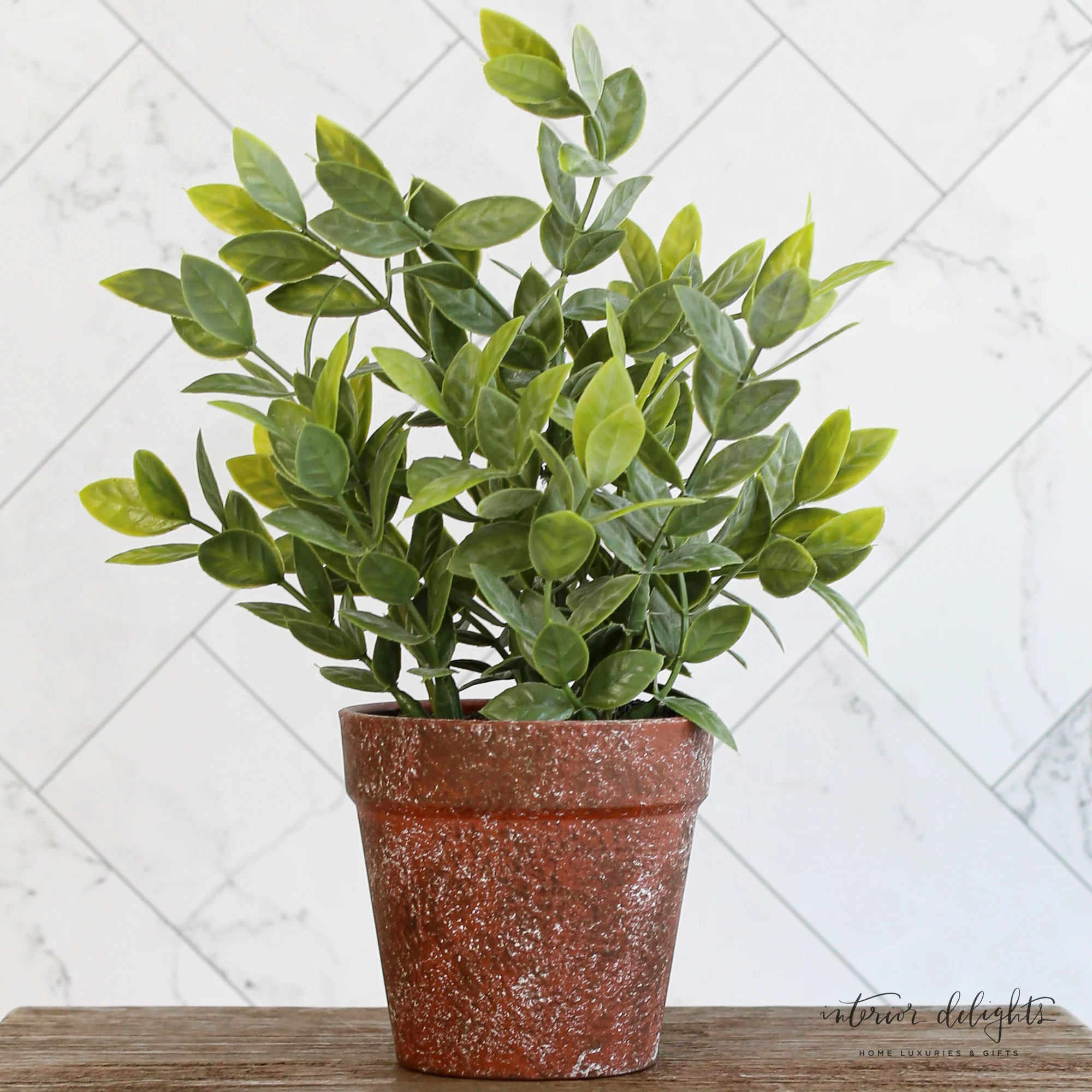 Potted Fair Morning Herb | Interior Delights
