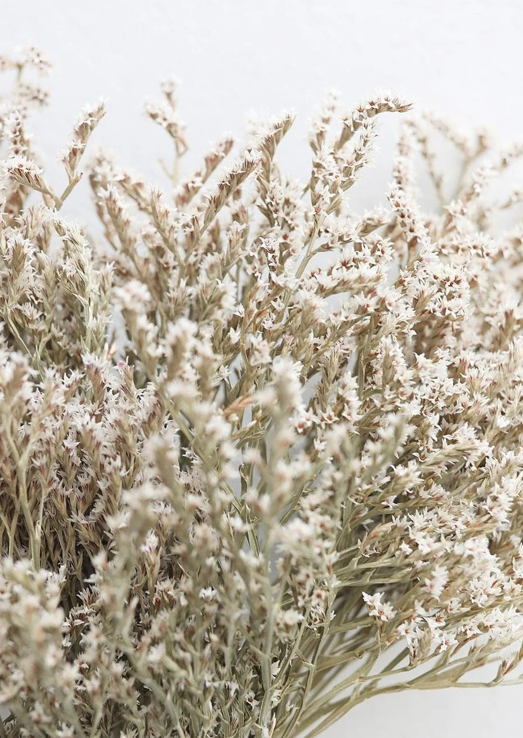 Natural German Statice | Dried & Preserved Flowers | Afloral.com | Afloral