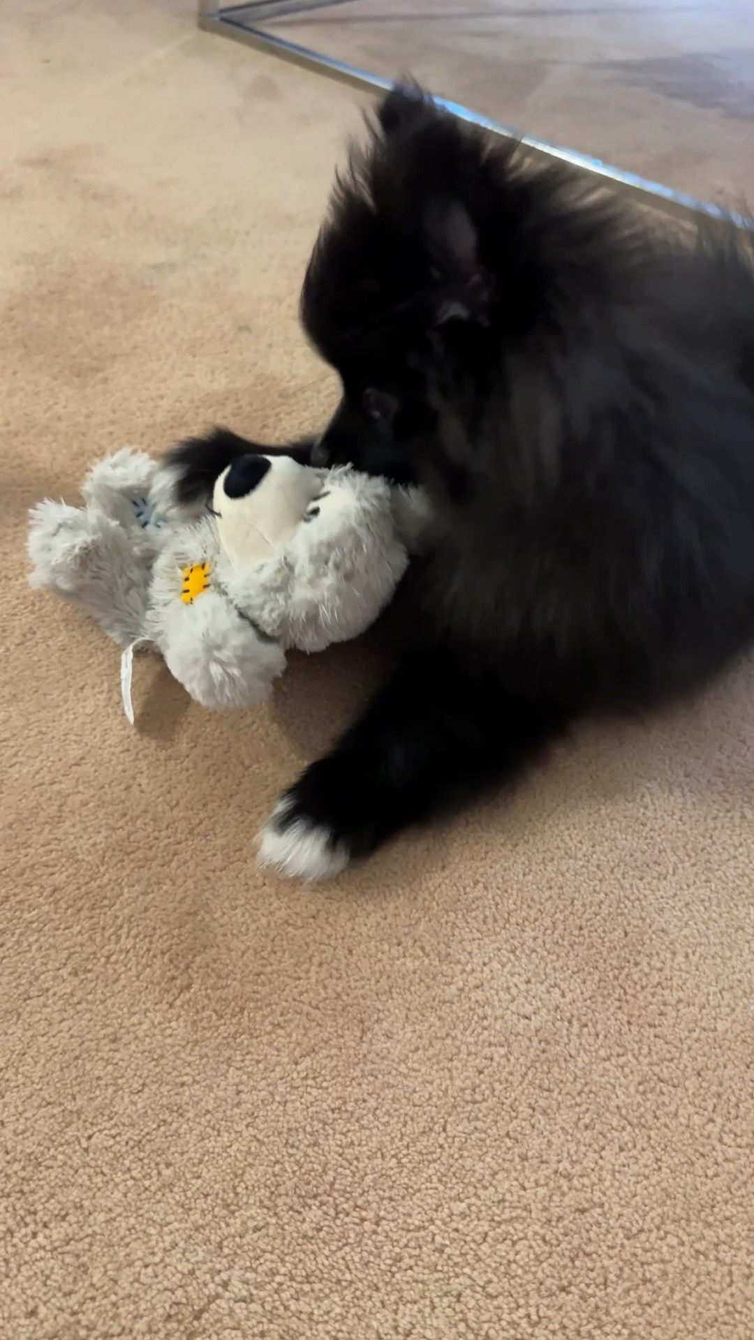 Elvis’s favorite kong teddy bear 


#LTKSaleAlert #LTKWatchNow #LTKPets