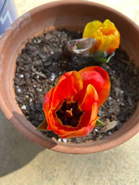 Tulips I grew!!  #2-3🤍