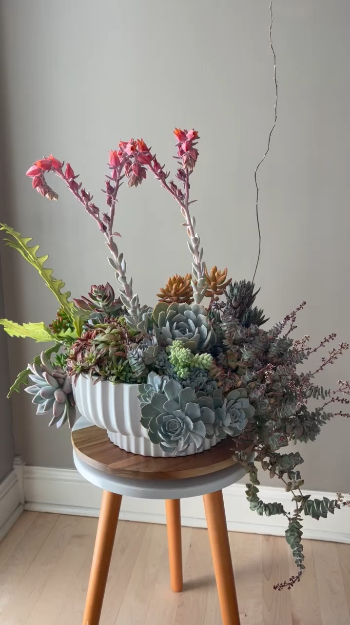 I put this succulent planter together (all have the same light & watering needs) last fall, and while it looked beautiful then, spending the summer in full sun has made it even more stunning! I aimed to create a vibrant succulent planter with a mix of textures, heights, and a full spectrum of colors.
Do you think I achieved my goal?

You can shop the planter and stool through the links I’ve included. The lazy Susan is an Aldi find from a few years ago, but I’ve added a similar option for you.

#indoorgardening #plantwatch #foliage #plantinspiration #plantjournal #plantlife #houseplantcommunity #plantcollection #flauntyourleaves #greenthumb #foliageplant #succulents #green #greenyourfeed #plants #plantsplantsplants #plantsallday #planting #ihavethisthingwithplants

#LTKHome #LTKStyleTip #LTKVideo