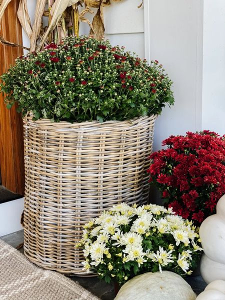 GET THE LOOK: Fall mums in rattan baskets. These return baskets I found this year are outdoor safe! They also are lined with plastic which is perfect for potting your live mums!


#LTKhome #LTKSeasonal