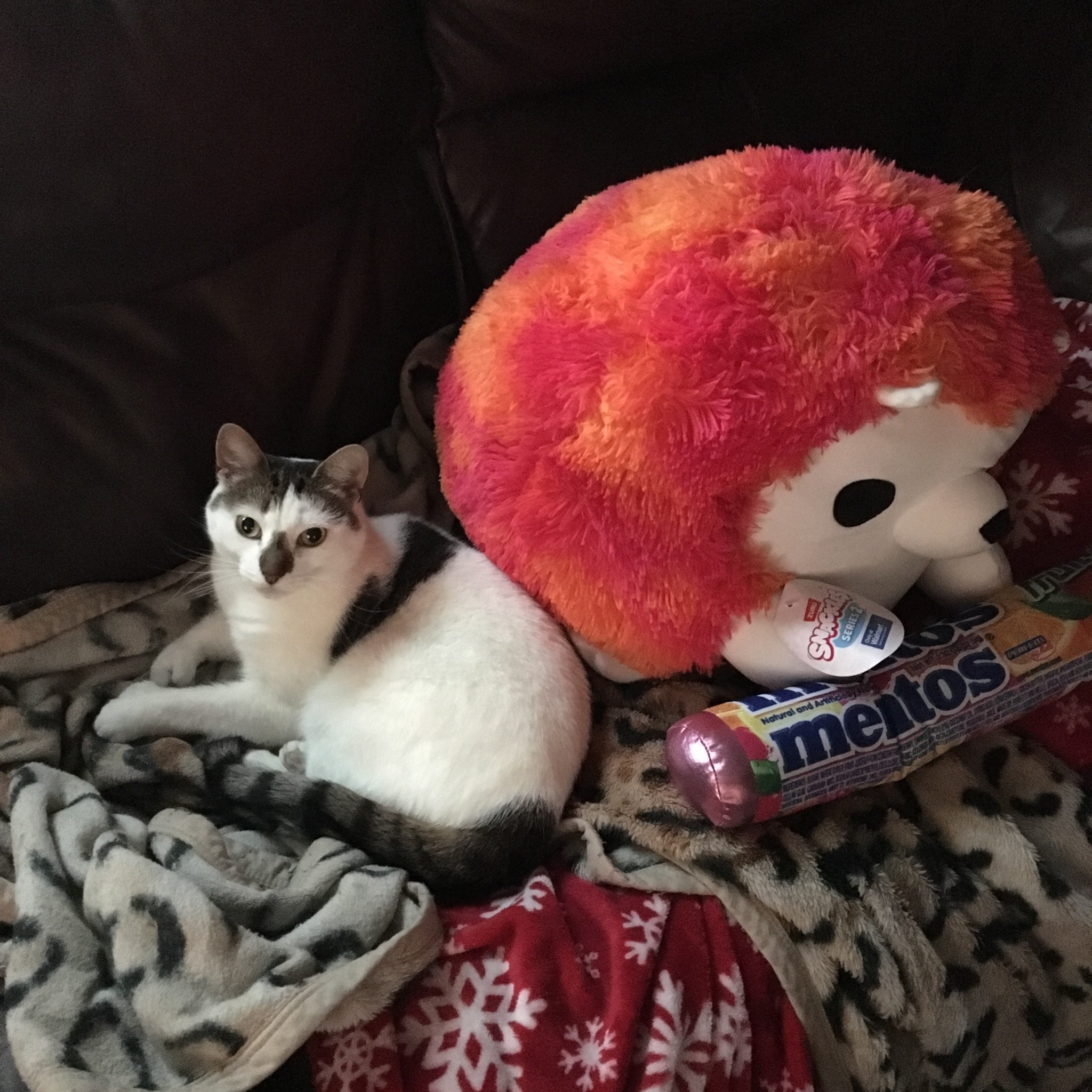 My cat loves this giant plush from Walmart! 