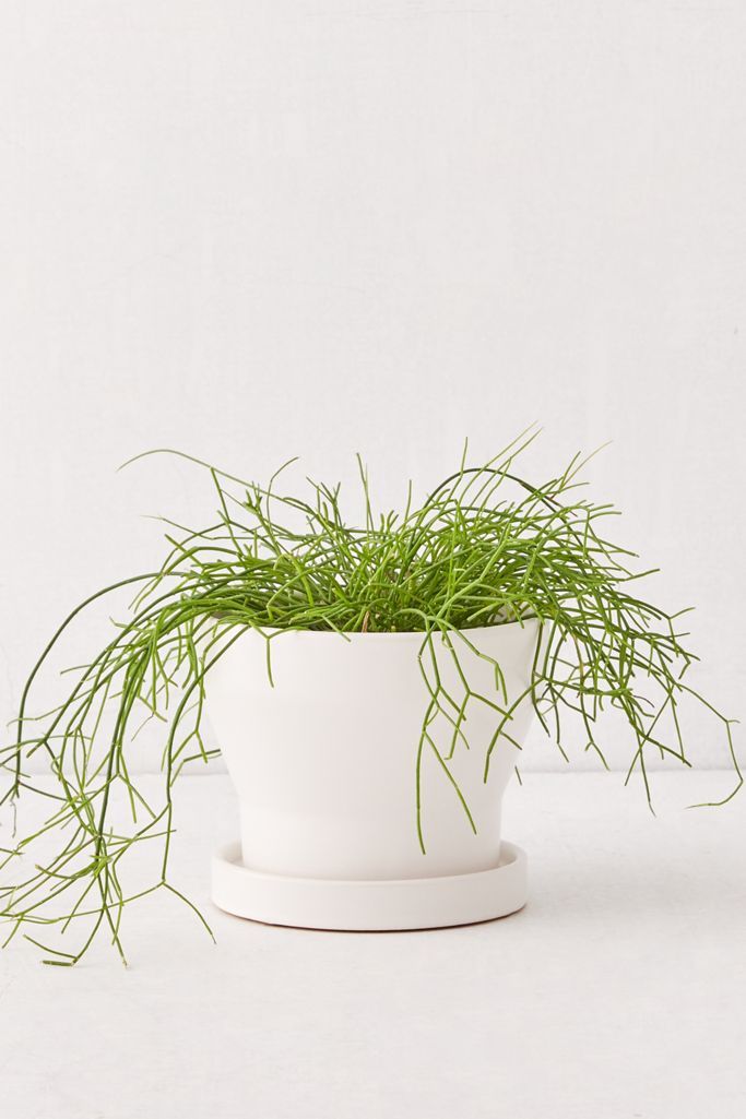Malakai 6” Planter | Urban Outfitters (US and RoW)