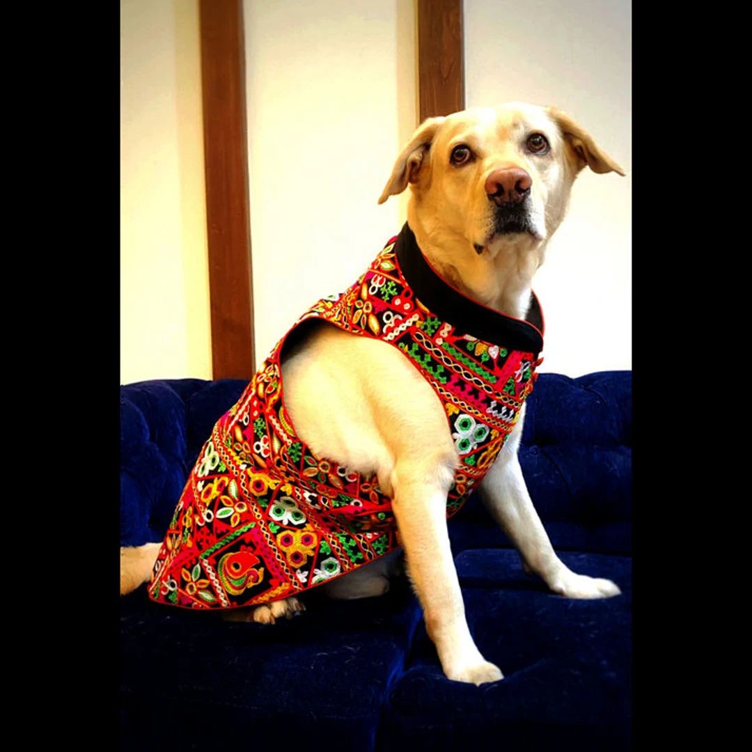 Sherwani for Dog & Cat  Indian Dog Outfit  Desi Dog Outfit - Etsy | Etsy (US)