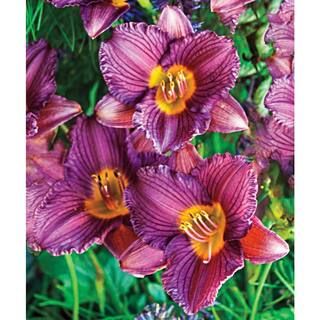 Spring Hill Nurseries Purple De Oro Daylily (Hemerocallis), Live Bareroot Plant, Purple Flowering... | The Home Depot