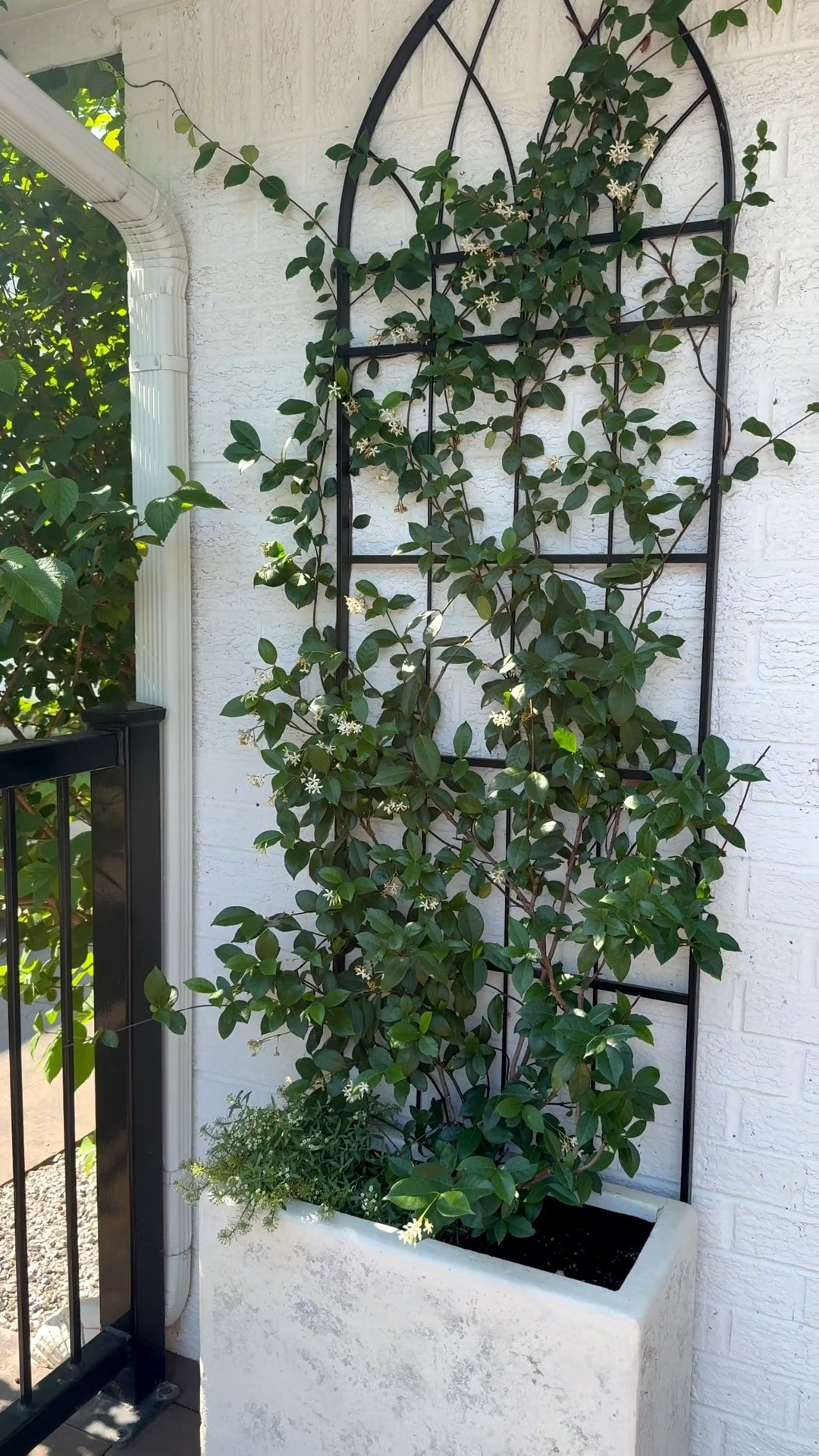 Limited on space but want to make an impact? Use this slim rectangular planter and trellis! I’ve had this for 2 years now. I planted star jasmine but you could opt for any climbing vine that thrives in your area! Star jasmine technically doesn’t thrive in my winter (7B) and I covered this with sheets when it got cold and it worked!! This would work great on a balcony or apartment patio area. Renter friendly because you could just sit the trellis behind the planter rather than drilling it into the brick like I did.

#LTKHome #LTKSeasonal