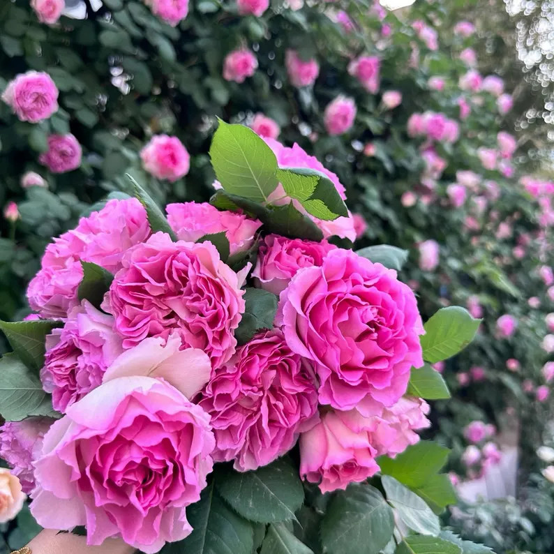 Silk Garment 罗衣 Chinese Rose. Climbing Rose. Strong Fragrance. No Thorns at All! Continue Blo... | Etsy (US)