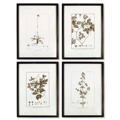 'Sepia Tone Botanical' 4 Piece Framed Graphic Art Set | Wayfair North America