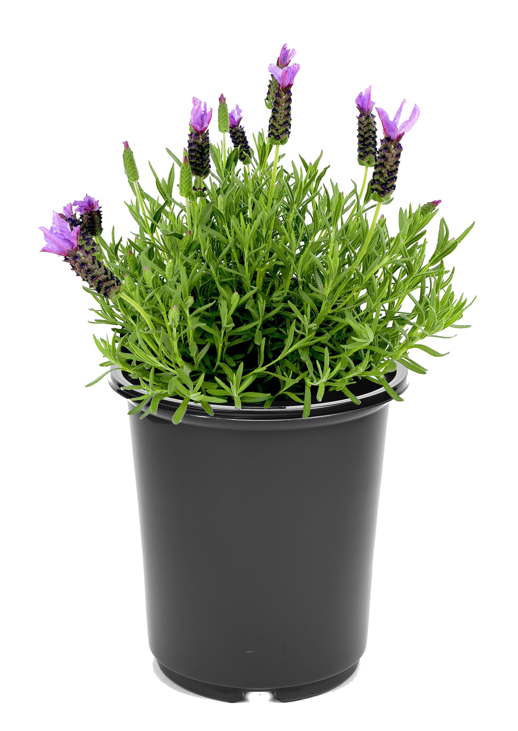 Lowe's Lavender Spanish Lavender Plant in 2.5 -Quart Pot 1.0 -Pack | 1080 | Lowe's