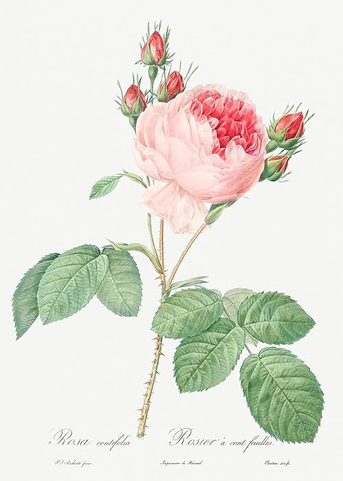 Eurisko Studios Botanical Plant Print - Cabbage Rose - One Hundred-Leaved Rose (Rosa centifolia) ... | Amazon (US)