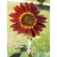 Chocolate Cherry Sunflower Seeds - Helianthus Annuus B187 | Etsy (US)