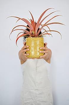 Amazon.com: Om Chakras Evil Eye Flower Pot, Yellow : Patio, Lawn & Garden | Amazon (US)