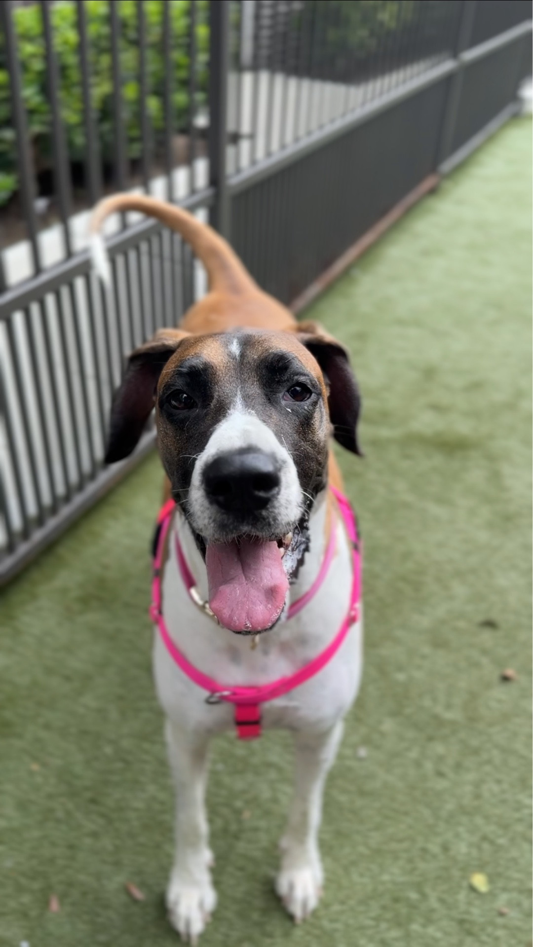 The best poop bags for Great Danes and other gentle giants. They're like mini grocery bags. I've been using Earth Rated for years. Giant dogs = giant 💩 = giant chance to get it on my hands 🤢 

🐶 easy-tie 💩 bag with handles
🐶 extra long and strong
🐶 100% leak proof to keep hands clean 
🐶high quality & durable dog 💩 bags
🐶 made from 65% certified post
🐶 consumer recycled plastic

#LTKPets #LTKTravel #LTKFamily