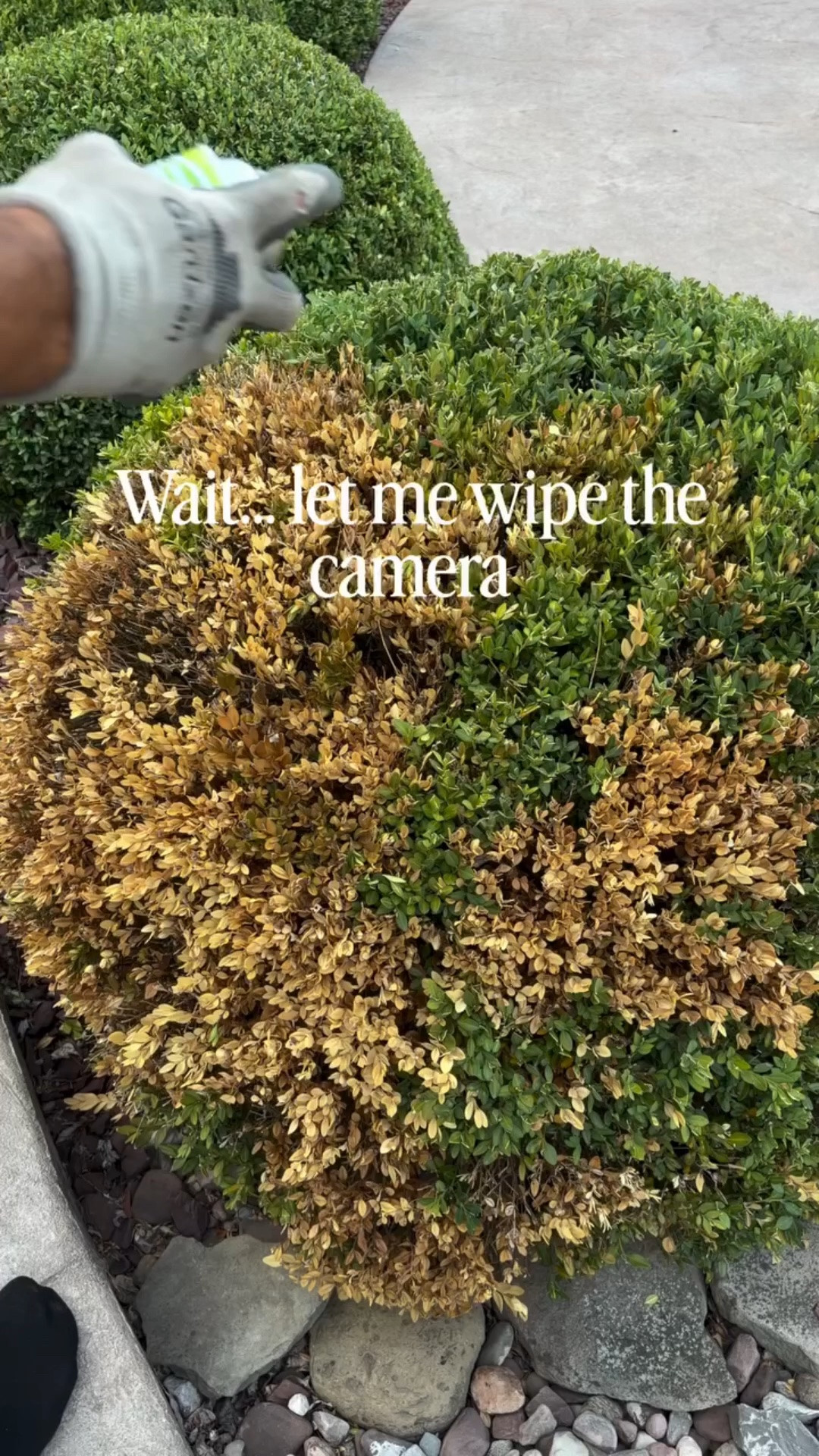 I KNOW…

Before you judge us… hear me out.

We have 12 boxwood gumdrops in our backyard, and I love every single one of them. So when one started dying from what looks like boxwood moth damage, it completely threw off the whole landscape.

Instead of ripping it out and waiting years for a replacement to fill in, we tried something a little crazy…

We spray painted it. 🤣

And honestly… I can’t stop laughing because it actually worked.

Is it forever? Nope.

Did it save the look of the yard for now? Absolutely.

Sometimes landscaping is about finding creative solutions while you work toward the long-term plan.

Would you have tried this?

#amandaandcodesign #boxwood #backyarddesign