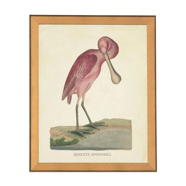 Pink Spoonbill Print | Caitlin Wilson Design