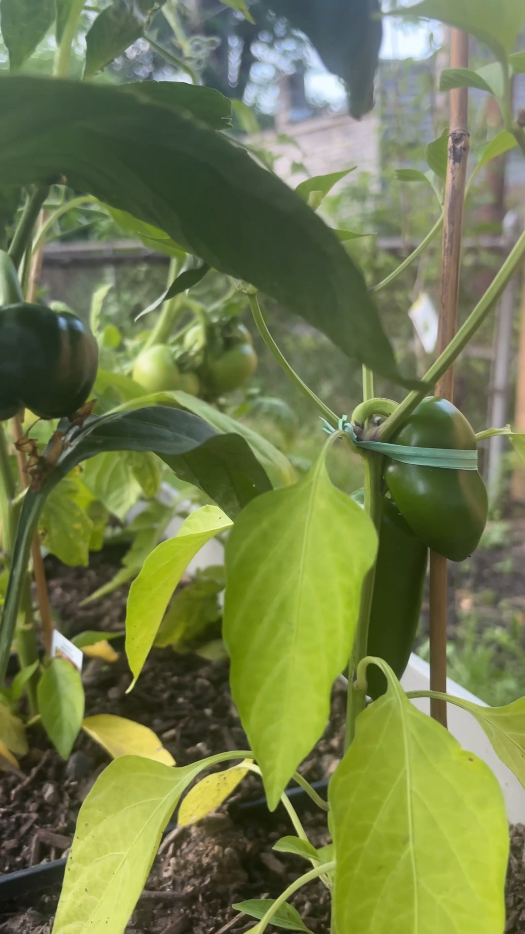 My Grandpa is proud of my gardening progress this year 🫑😅