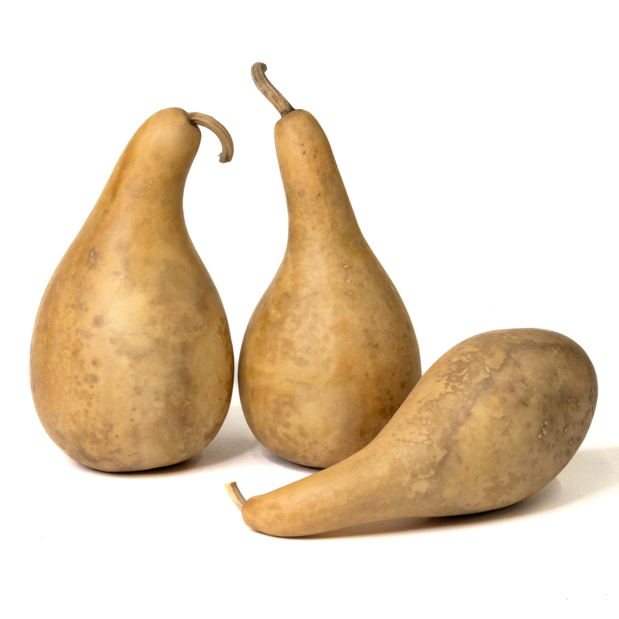 Box of 3 Dried and Cleaned 8" - 10" Penguin Gourds | Amazon (US)