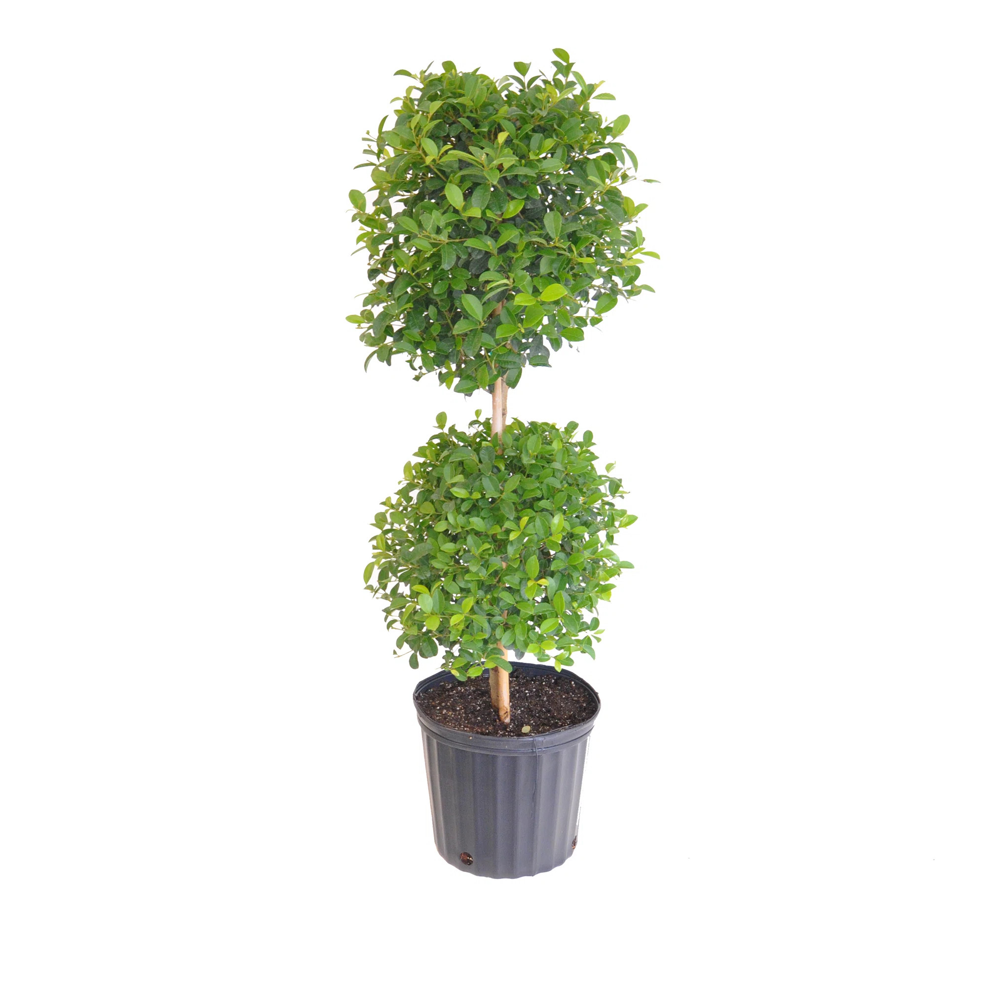 United Nursery Live Evergreen Plant in Nursery Pot | Wayfair North America