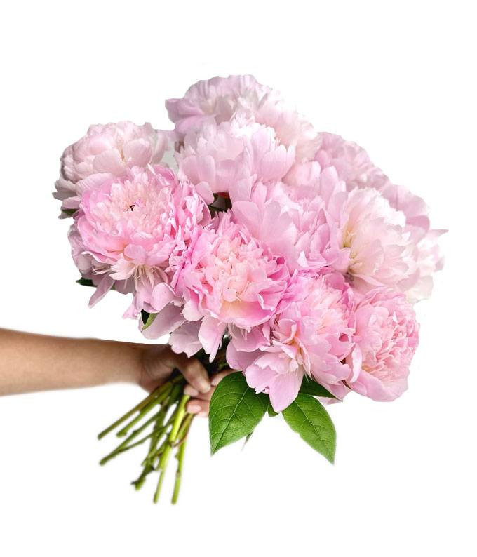 Pretty Pink Peonies - Deluxe | From You Flowers