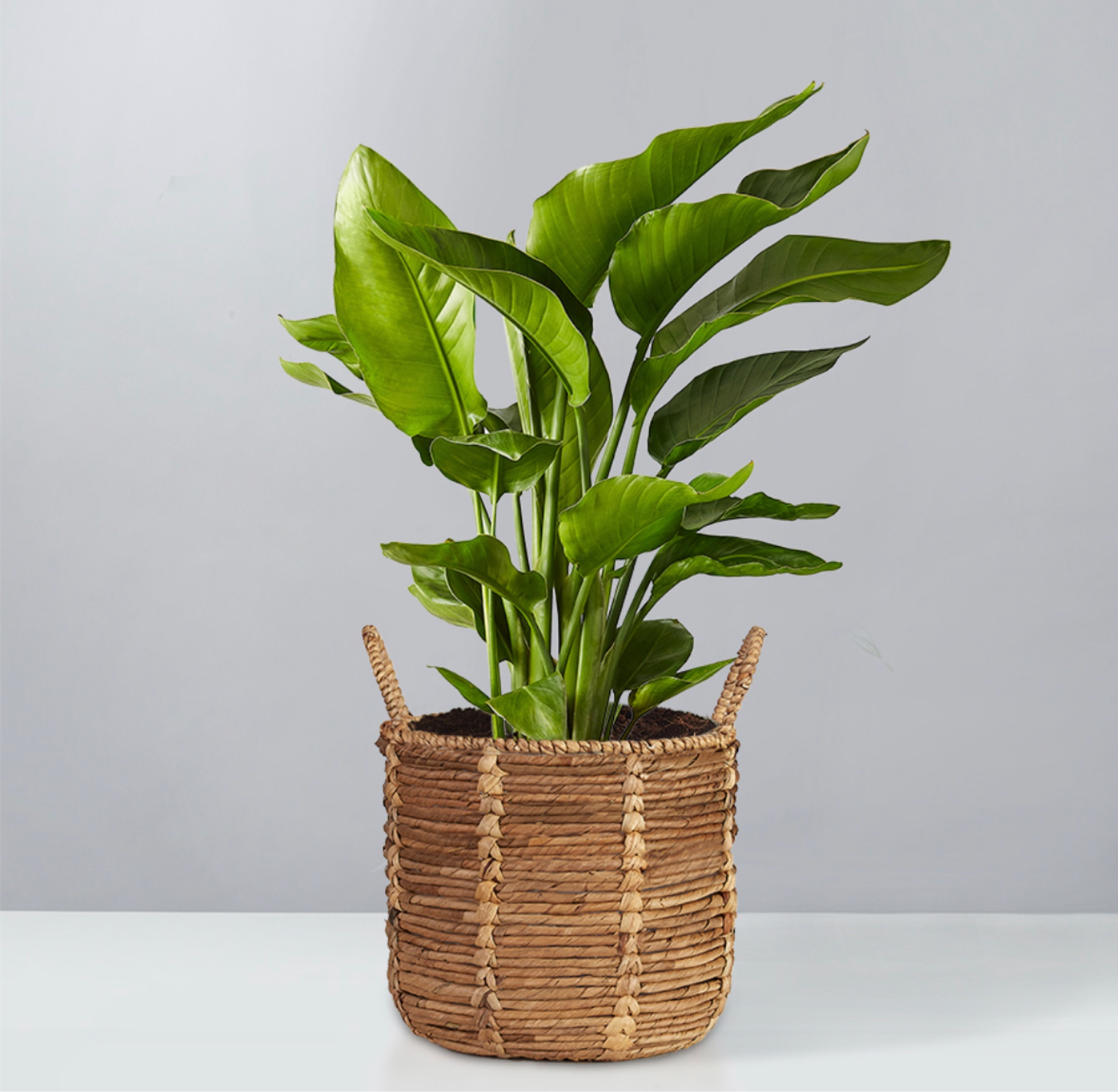 If you like your plants tall and tropical, the Birds of Paradise is plant perfection. Stretching to heights of five-feet tall, with long, glossy, banana-like leaves, it’s the ultimate indoor statement maker, with an island vibe that’s kind of like being on vacation right at home. Available with your choice of planter.

Arrives planted in a grow pot, placed inside your container of choice.