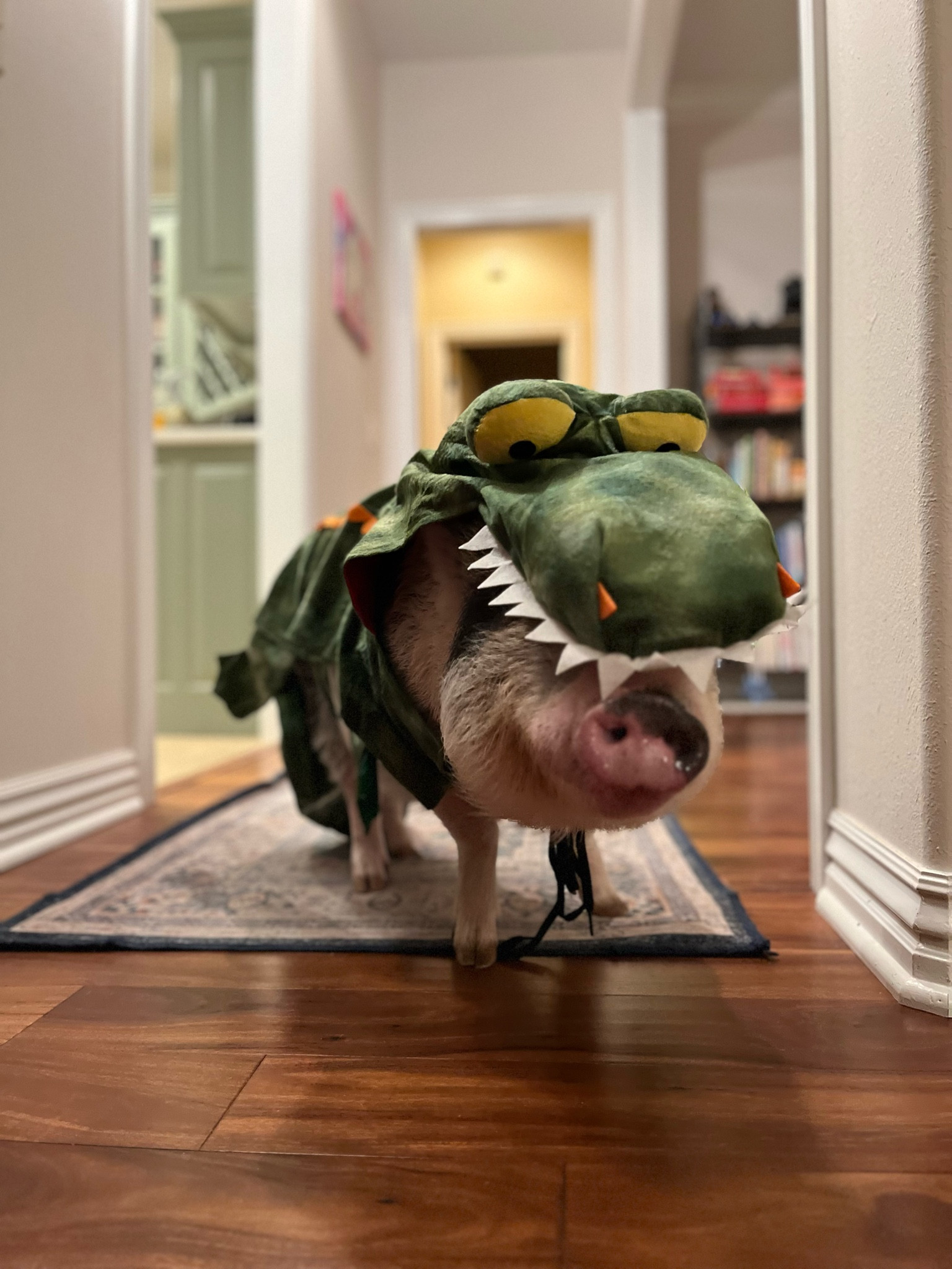 Pet costume

#LTKParties #LTKFamily #LTKPets