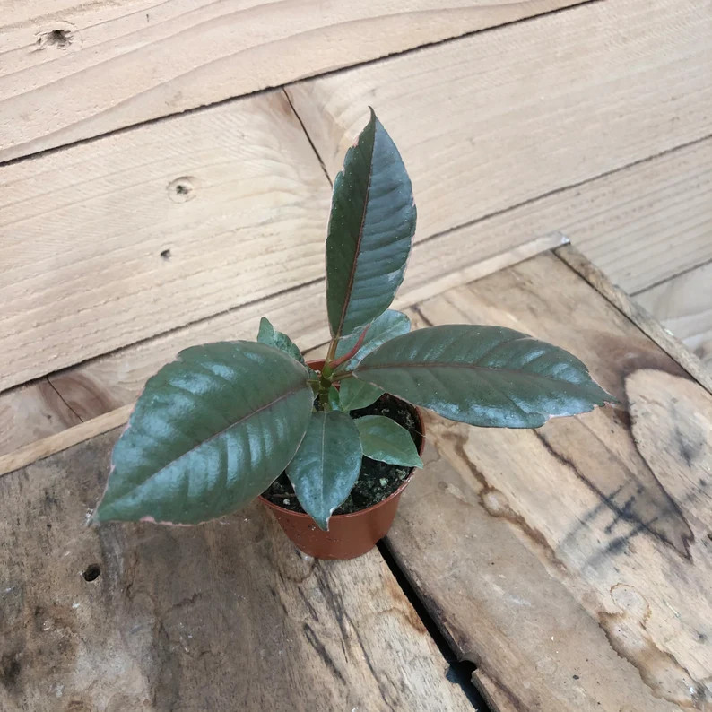 Ficus Ruby, 2" Plant | Etsy (US)