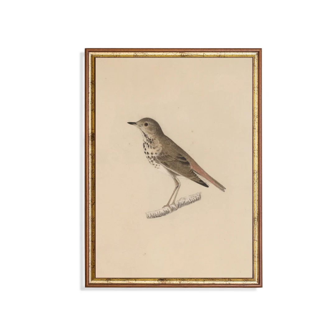Mailed Print | Vintage Bird Sketch | Antique Drawing Print | Farmhouse Country Decor | Neutral Ru... | Etsy (US)