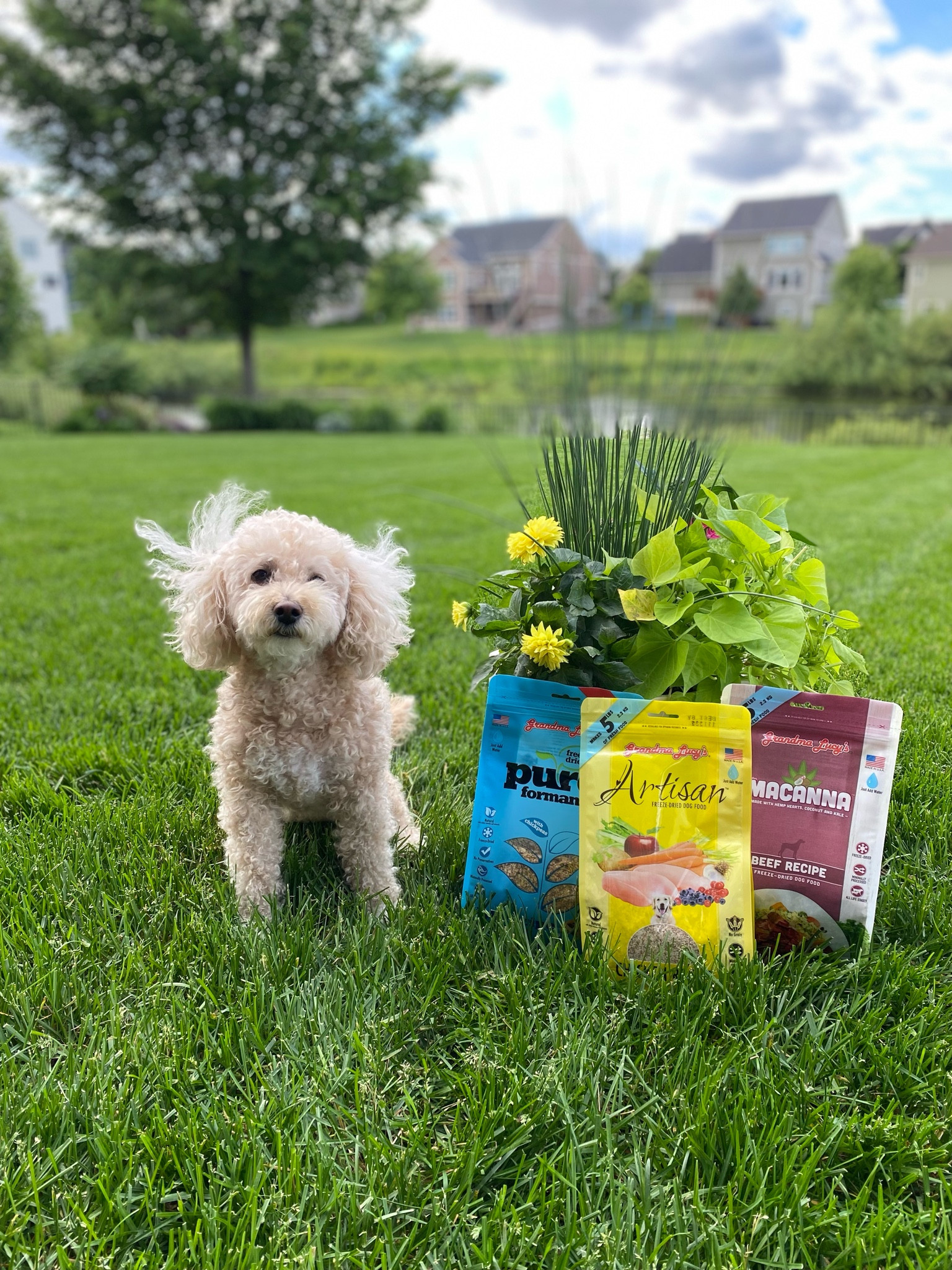 Mia LOVES this freeze dried food from Grandma Lucy’s! I love the convenience and the nutrition! Human grade food at its finest. ♥️

#LTKGiftGuide #LTKFamily #LTKFindsUnder50