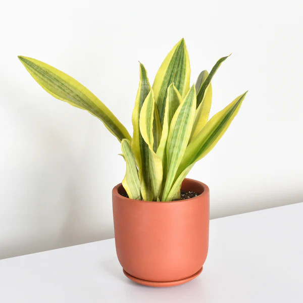 Yellowstone Sansevieria Snake Plant | Verdant Lyfe