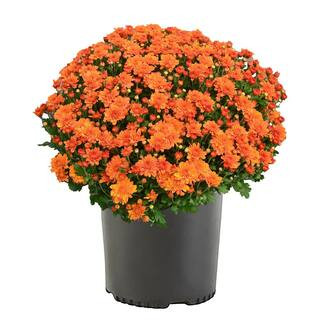 3 Qt. Chrysanthemum (Mum) Plant with Orange Flowers | The Home Depot